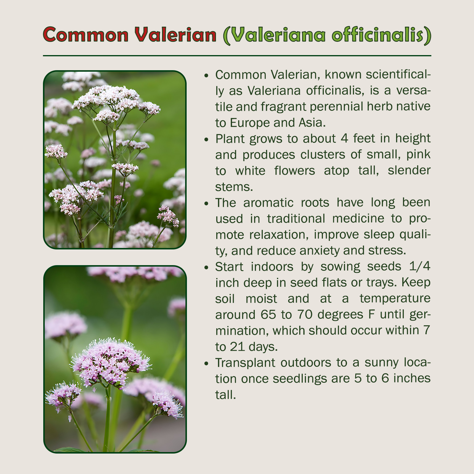 300 Common Valerian Seeds, Valeriana officinalis, Medicinal Herb, Genuine USA