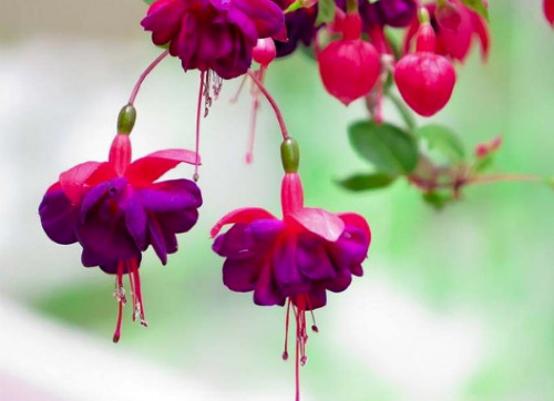 50pcs/bag Fuchsia Seeds Potted Flowers seeds,bonsai seeds.#1239