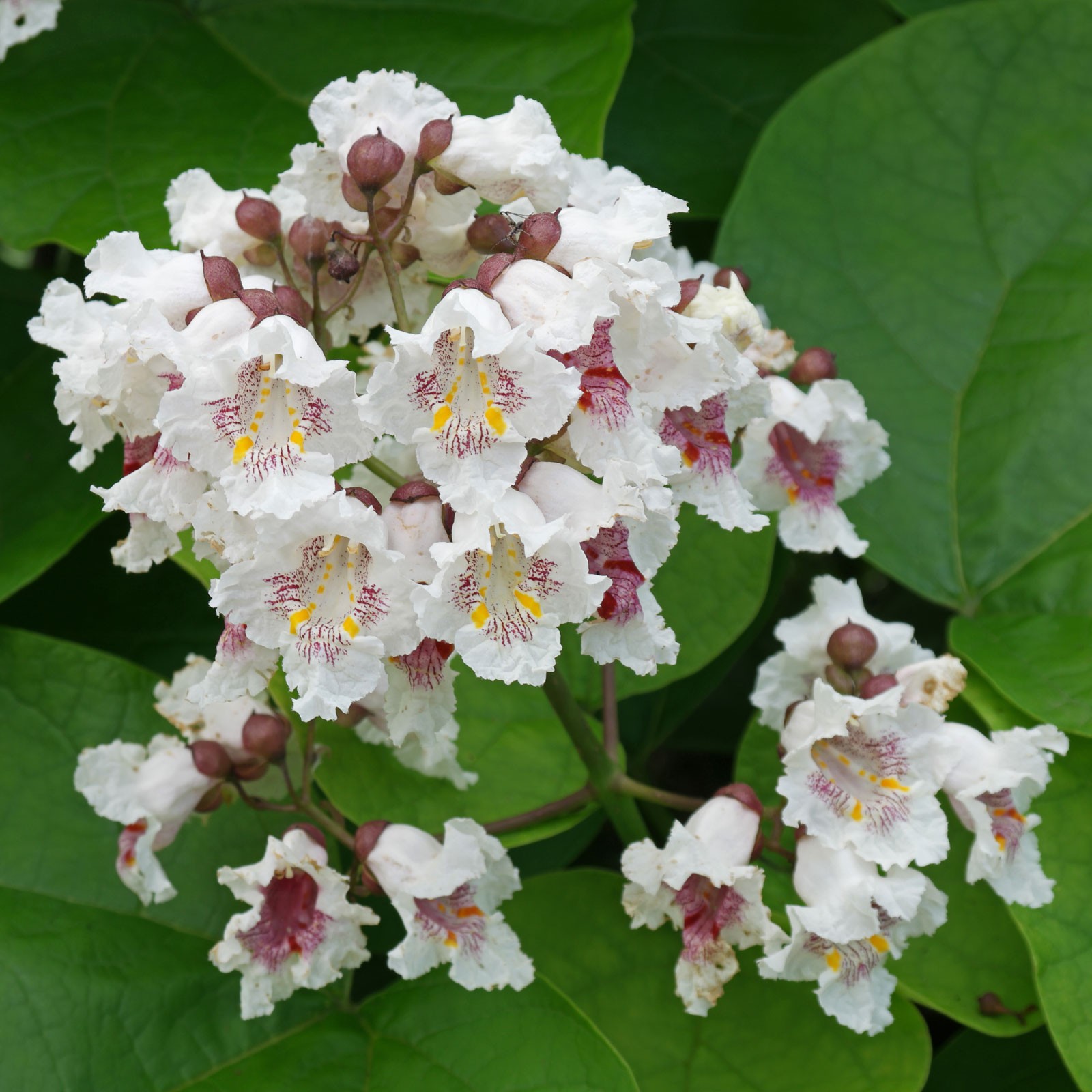 Catalpa Bignonioides aka Southern Catalpa 10 Seeds Free Shipping!