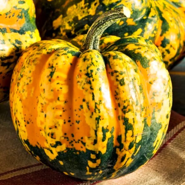 Carnival Squash Seeds – For 2025 Planting Festival Celebration Delicata Acorn