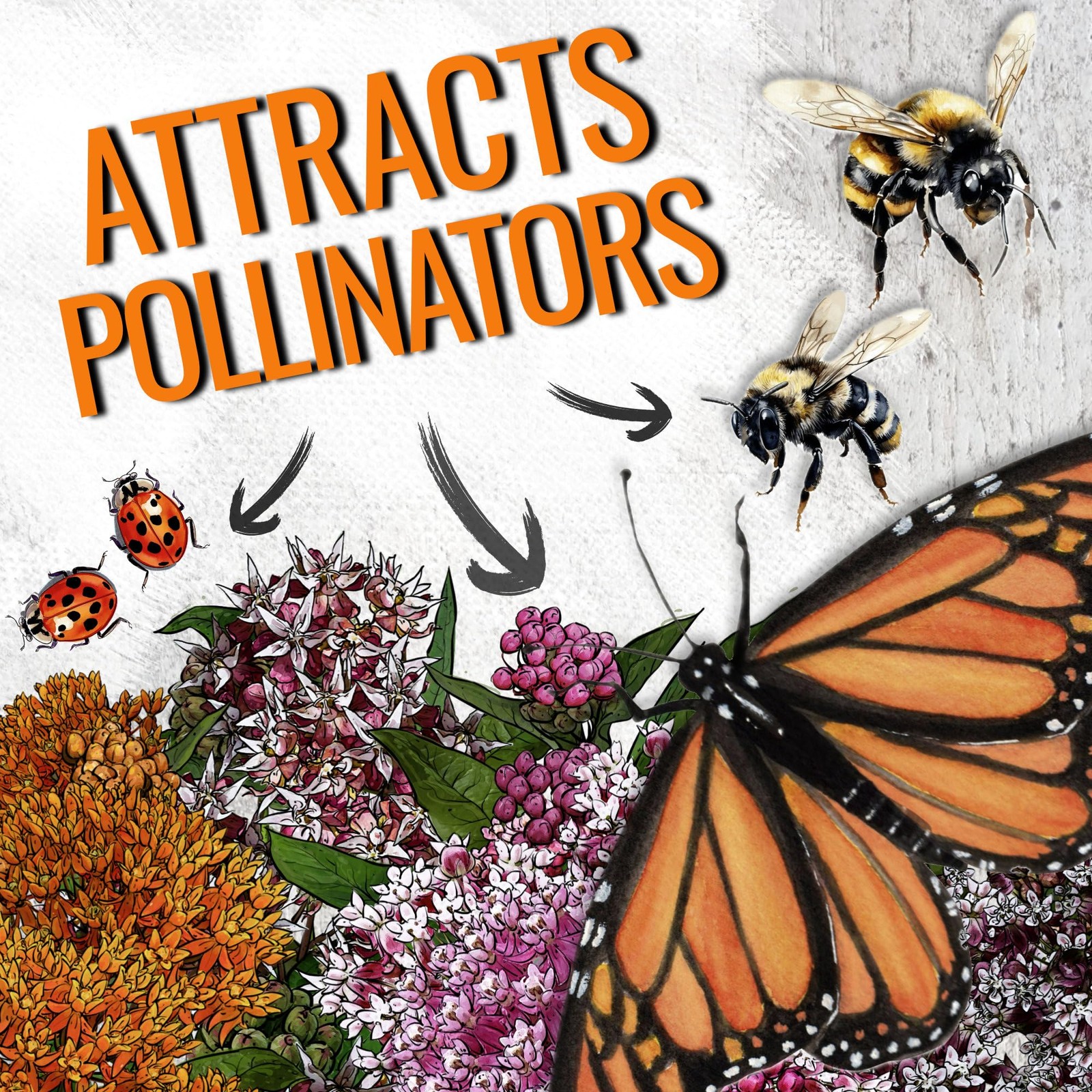Monarch Butterfly Garden Seeds: Milkweed Variety Pack – Pink, Orange, White!