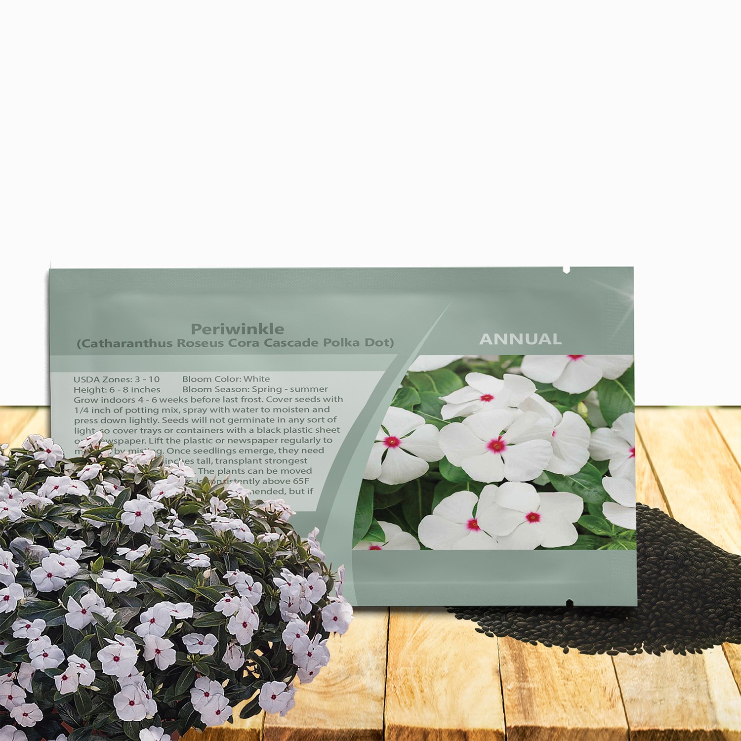 25 Seeds Drought Tolerant Polka Dot Vinca Spreading Ground Cover Flower Plant