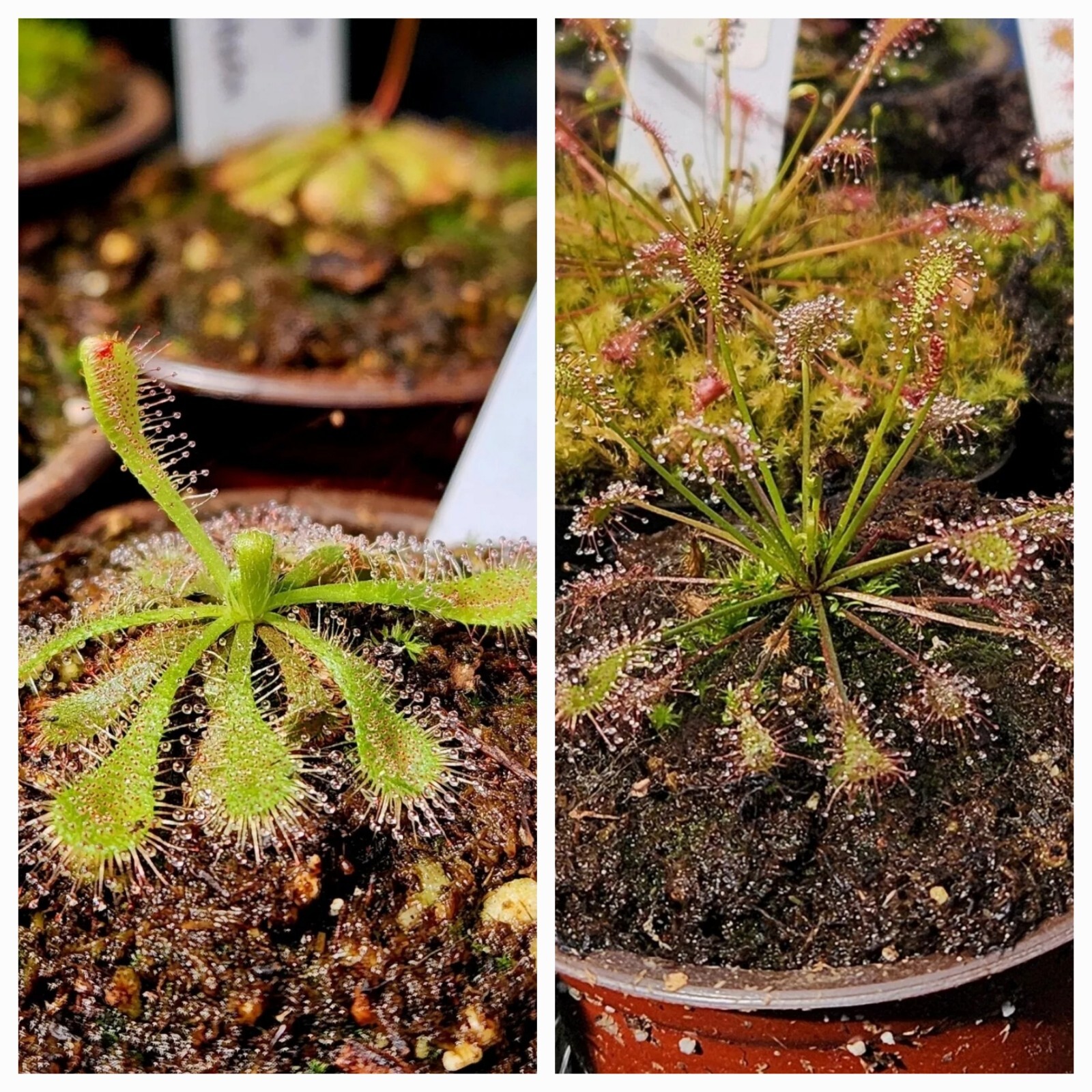 SUNDEW SEEDS- VARIETY 2 PACK-SI (2 Packs 50+ Seeds Each) 100+ Total Seeds