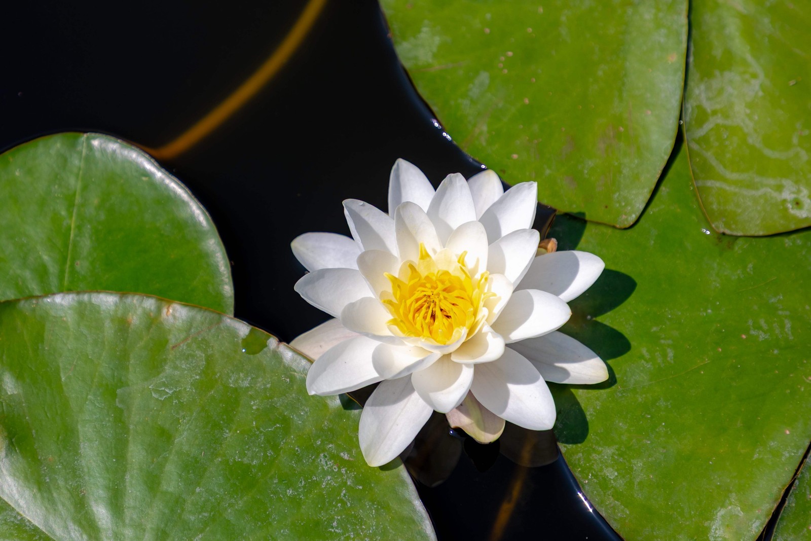 10 WHITE WATER LILY Pad Nymphaea Ampla Asian Lotus Flower Pond Seeds *Comb S/H