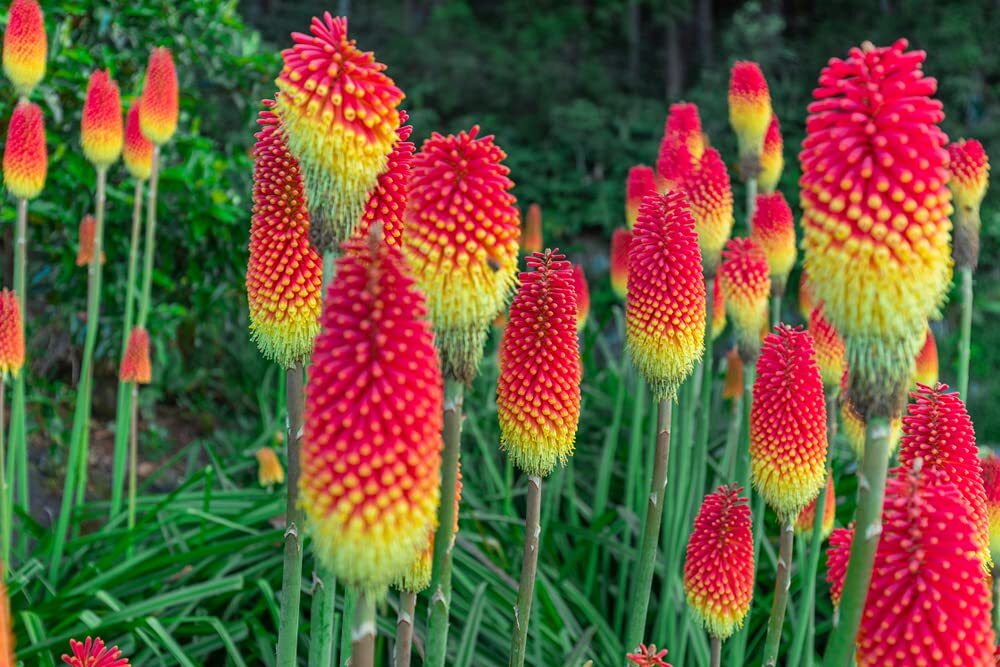 Red Hot Poker Flower Seeds – 100+ Seeds – Exotic Vibrant Red Blooms Amaze All Th