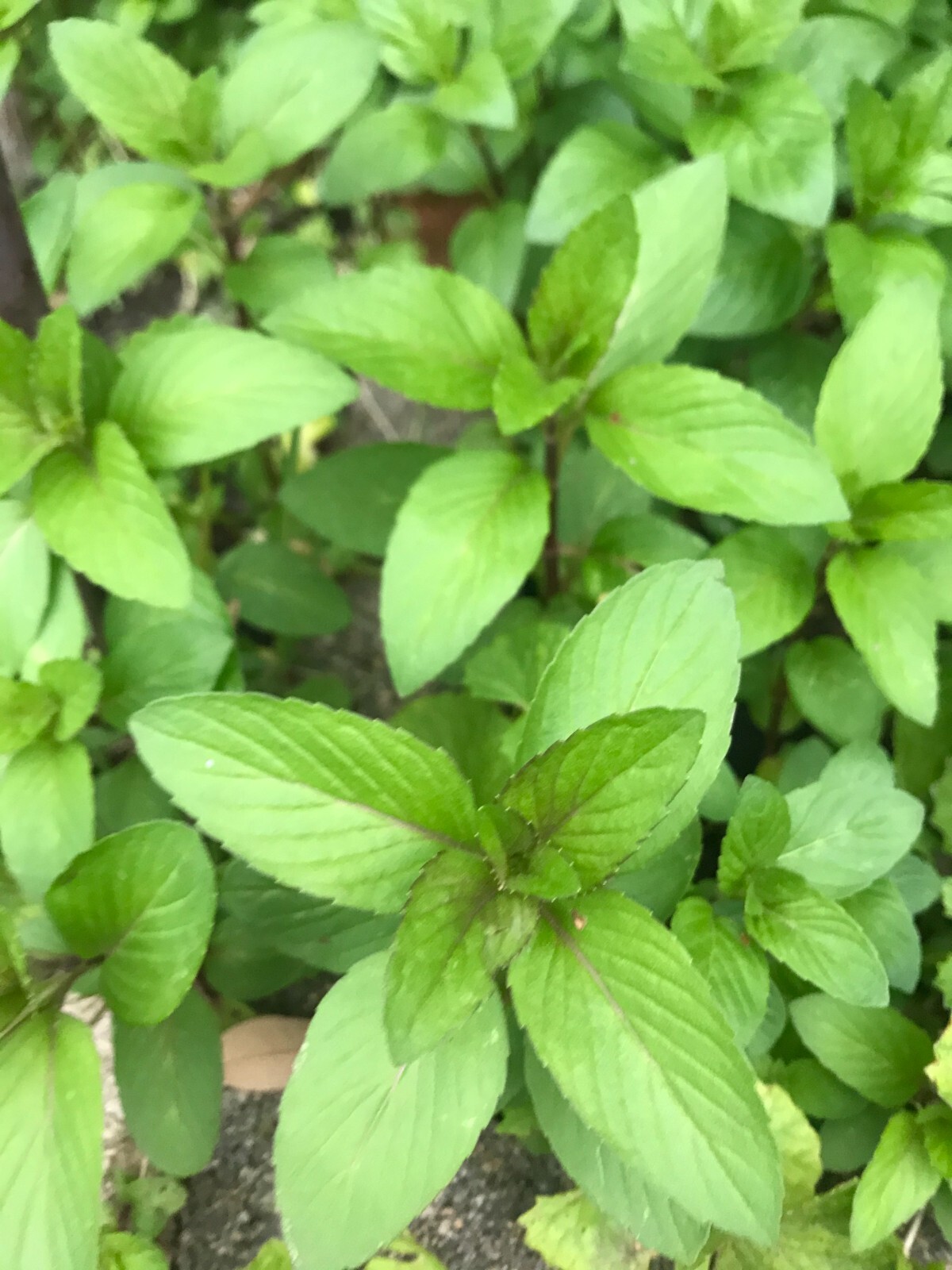 5 Chocolate Mints Rau hung cay Culinary Herbs Mentha perennial flower herb COL