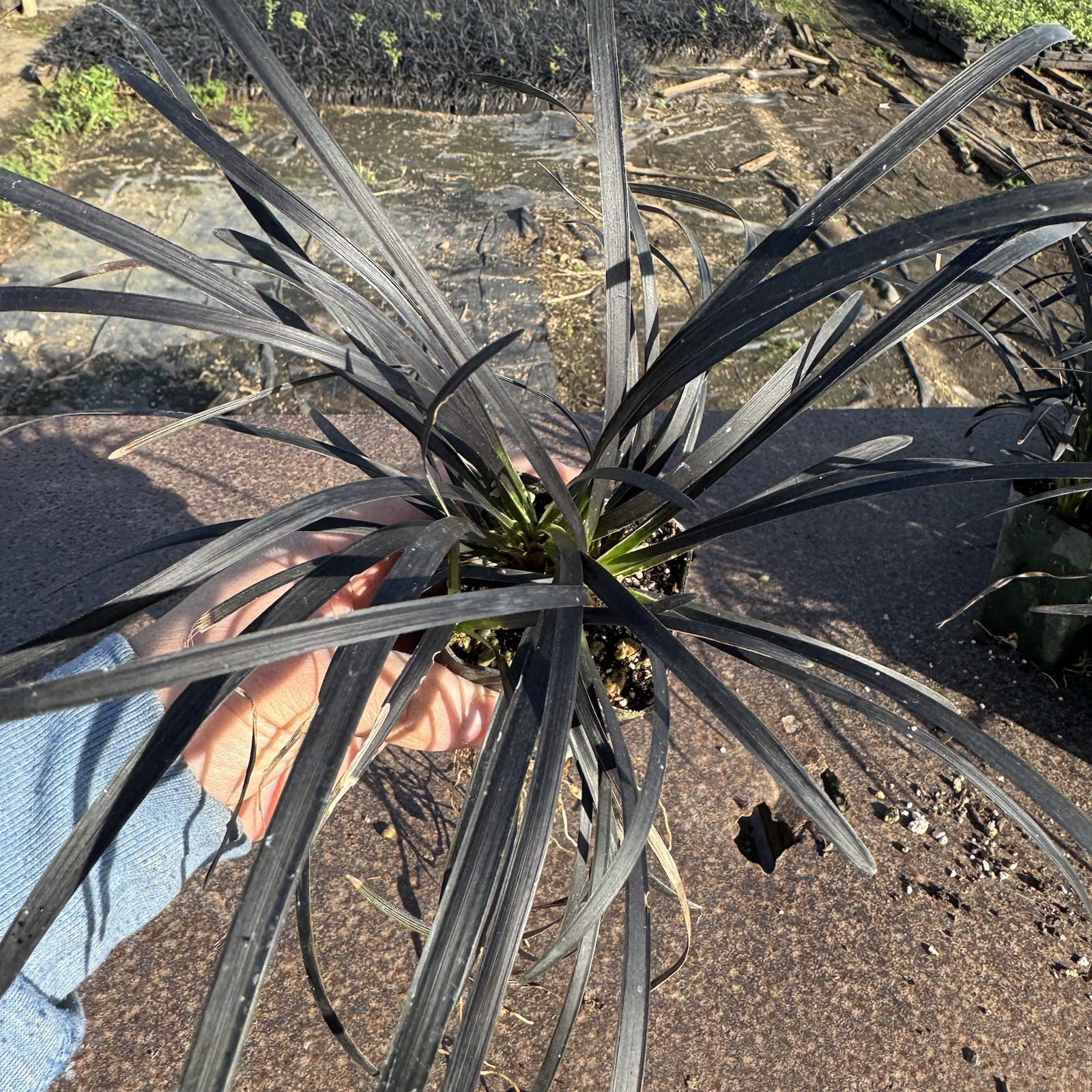 2 IN PACK, Black Mondo Grass, Ophiopogon planiscapus ‘Nigrescens’,TWO LivePlantS