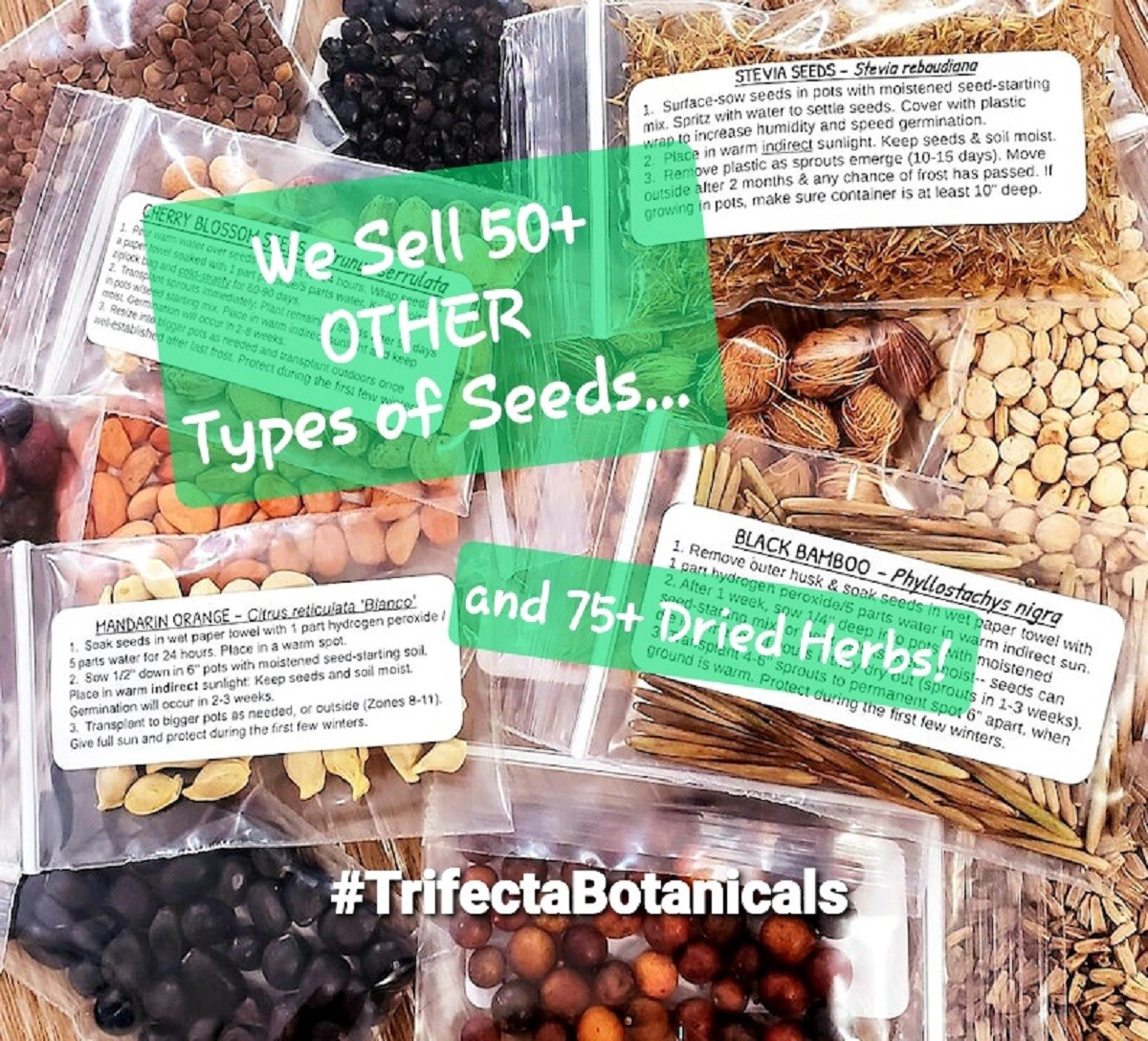 Plantain Seeds – Plantago major – Greater Broadleaf Plantain – Perennial Herb