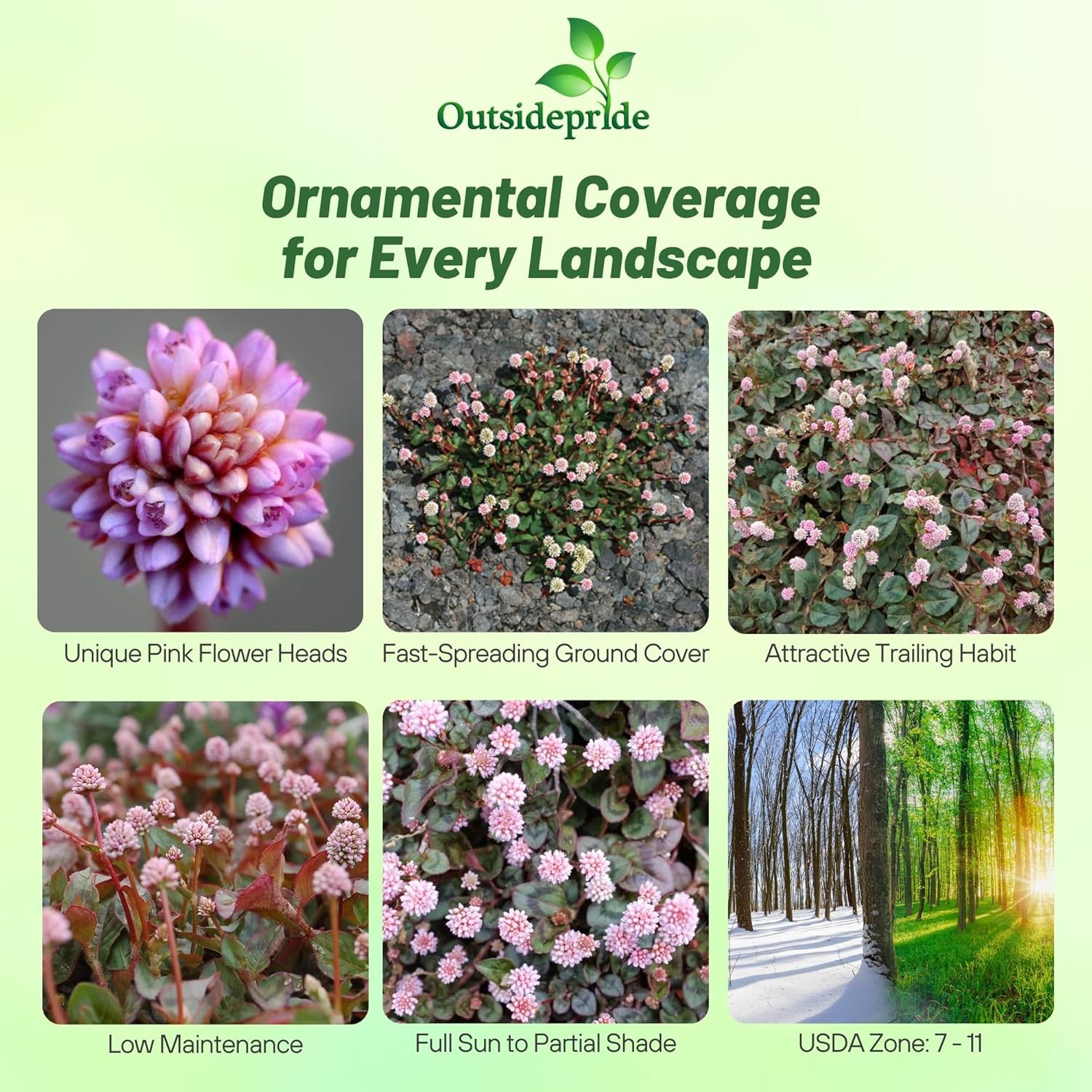 2000 Seeds Polygonum Capitatum Seed – Pink Knotweed Ground Cover Seeds