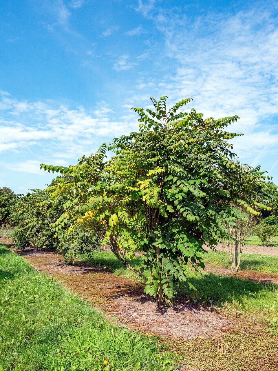 BLUE SAUSAGE FRUIT TREE SEEDS Edible & Ornamental Shrub Decaisnea fargesii Hardy