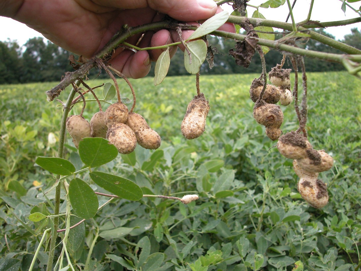 100 pcs Peanut Seeds for Planting. Raw Virginia Peanuts Seed for Home Garden