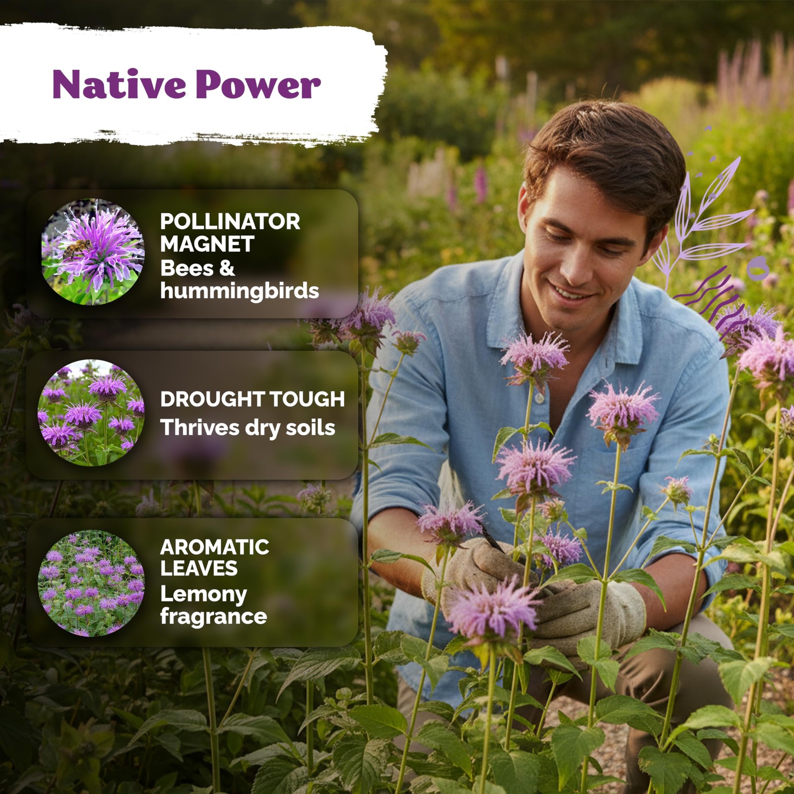 KVITER 1,000 Wild Bergamot Seeds for Planting (Monarda fistulosa)