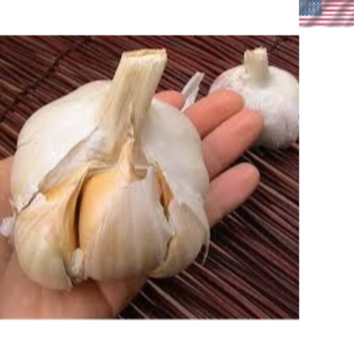 Elephant Garlic Bulbs for Fall Planting in Size 3 Ounces and Color Natural wi…