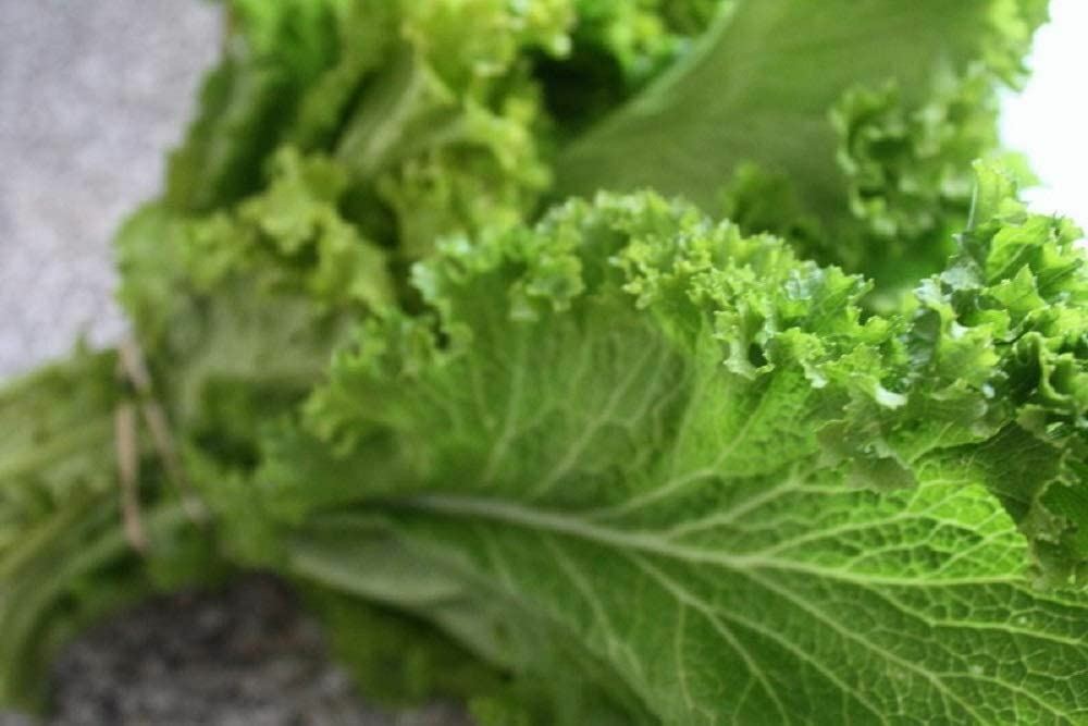Mustard Green Seeds, Old Fashioned Mustard Green Seeds, “COOL BEANS N SPROUTS” B