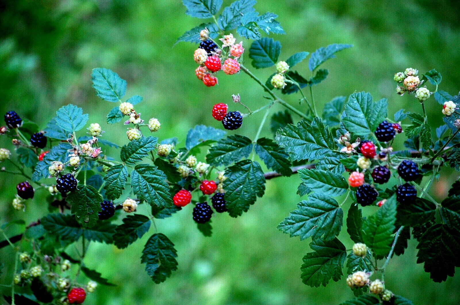 20 CALIFORNIA PACIFIC TRAILING BLACKBERRY SEEDS Rubus Ursinus Hardy Fruit Vine