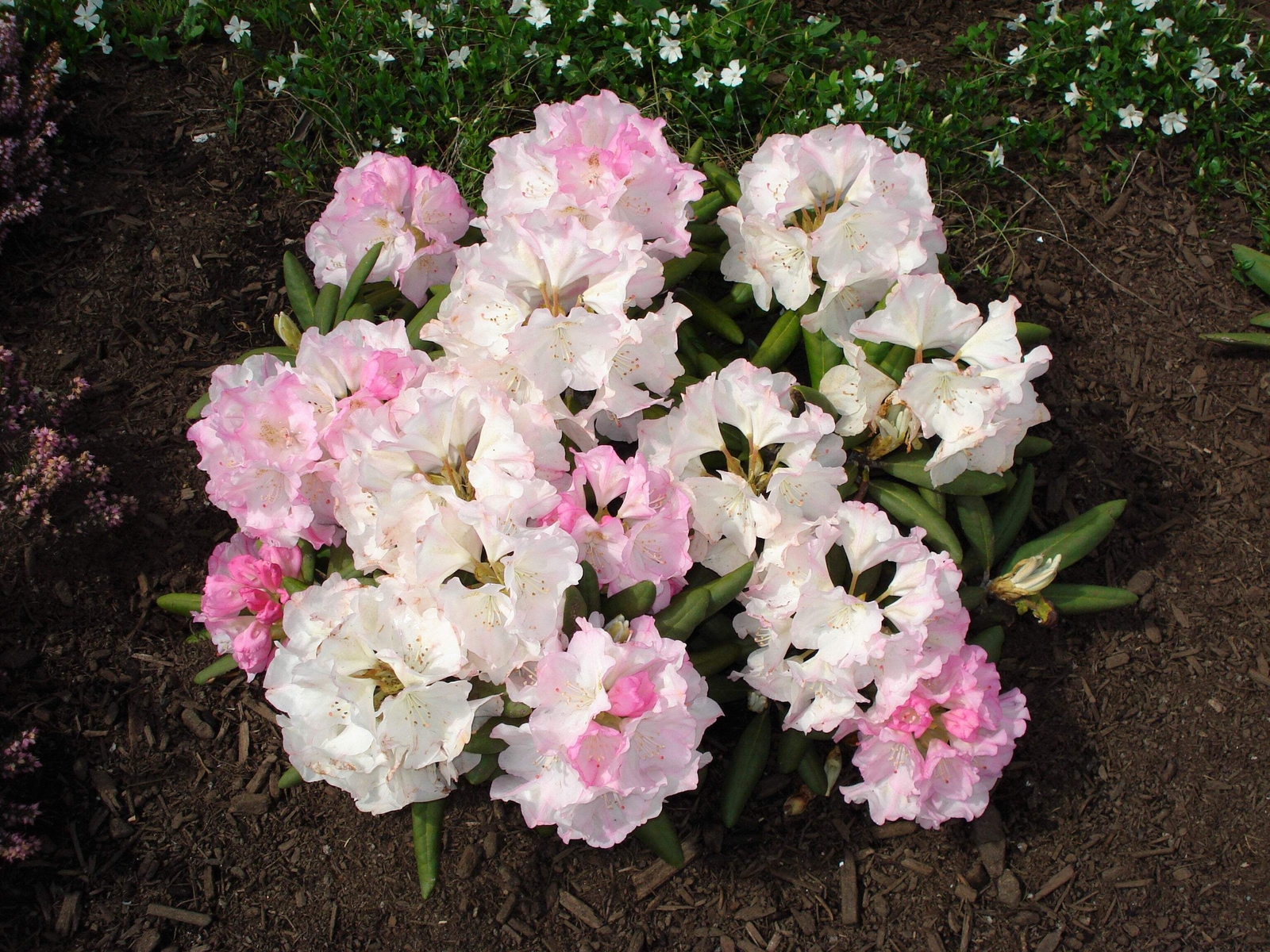 50 MIXED HYBRIDS RHODODENDRON spp Mixed Colors Flower Sun Shade Bush Shrub Seeds