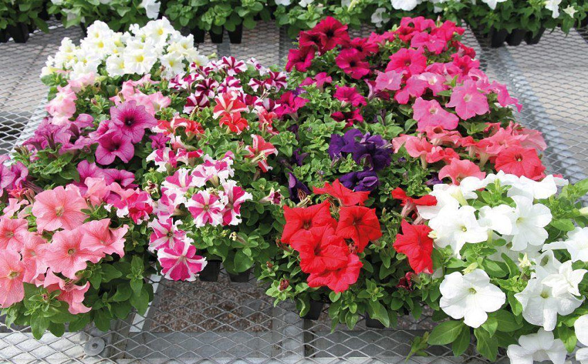 Petunia Success 360 Maxi Mix 50 Pelleted Petunia Seeds