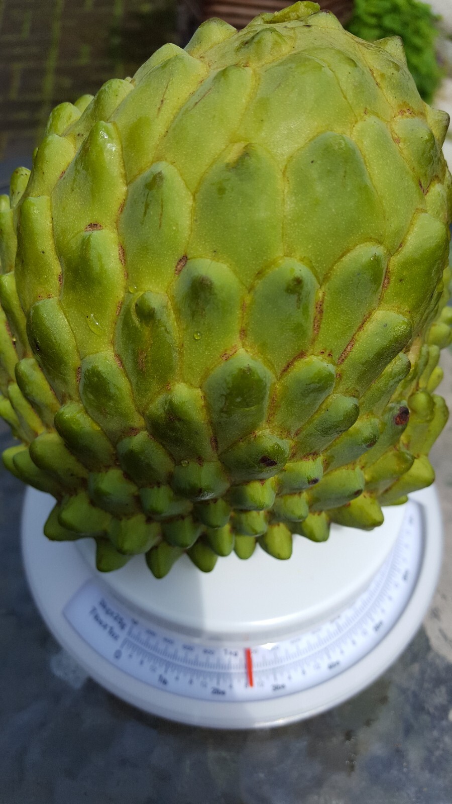 Organic Australia Cherimoya 60 Seeds.