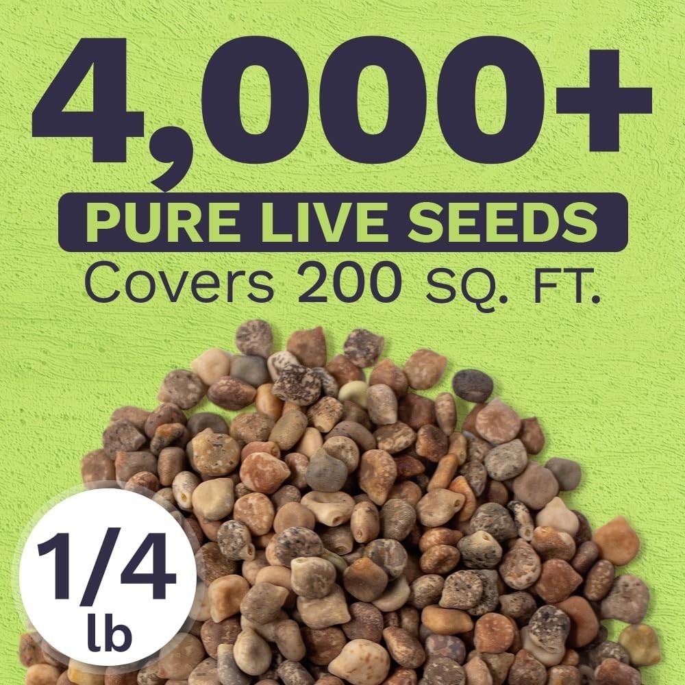 Texas Bluebonnet Seeds – Over 4,000 Native Seeds