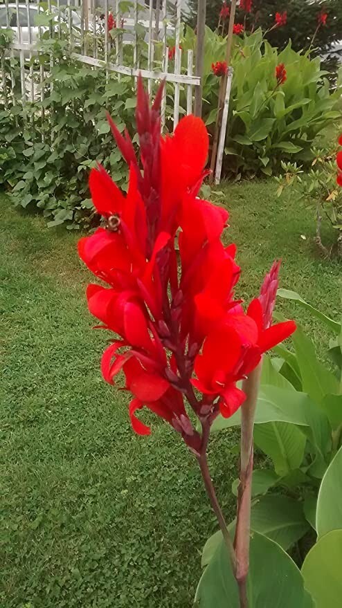 25 TALL RED Canna Indica Lily SEEDS~~HEIRLOOM~HUMMINGBIRDS LOVE! FREE SHIPPING