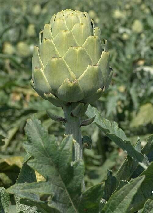 Artichoke Seeds – Imperial Star Hybrid – 10 Counts