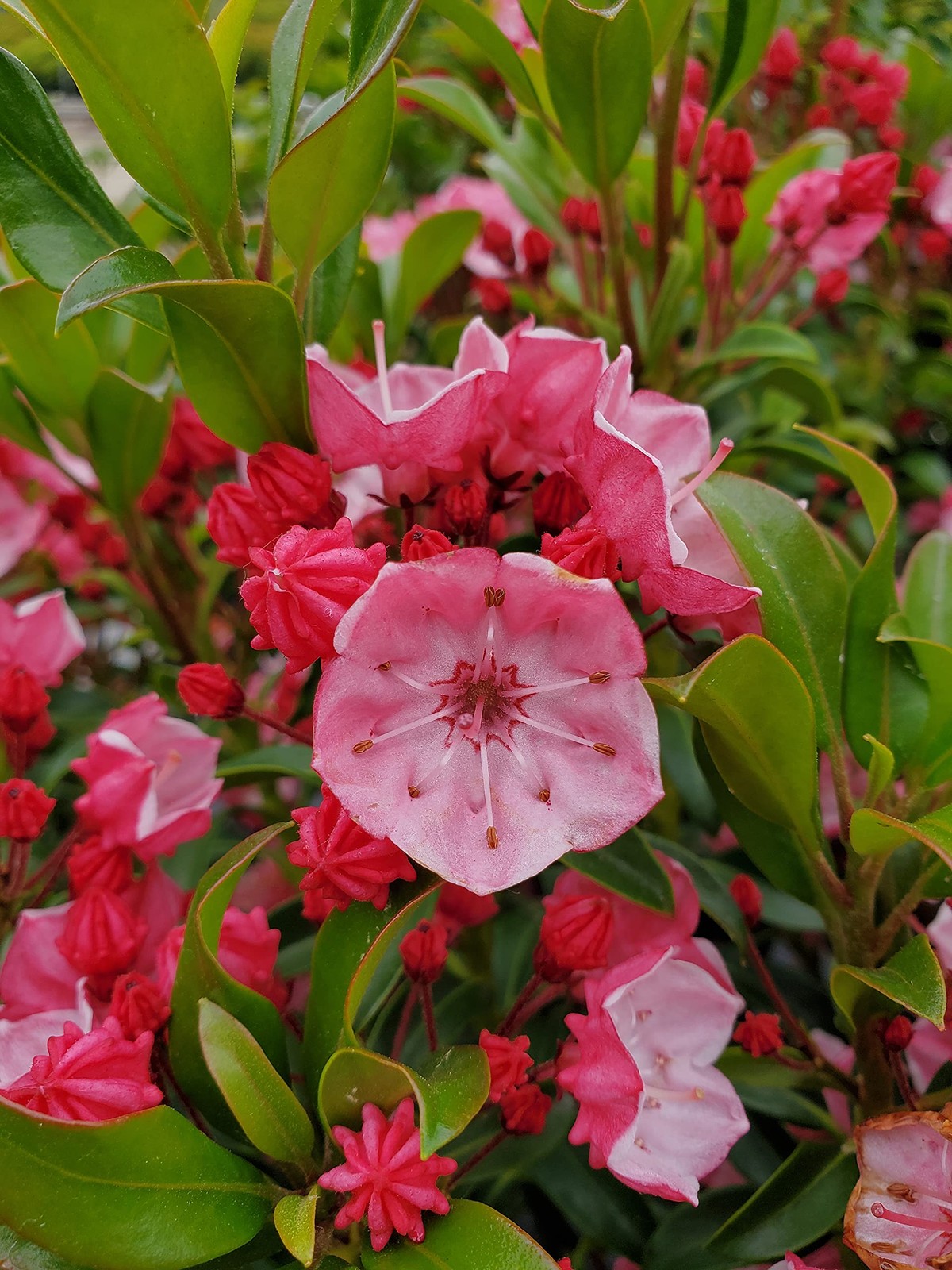 Live plant from Kalmia LAT. ‘Little Linda’ (Mountain Laurel) Evergreen, 3-Siz…