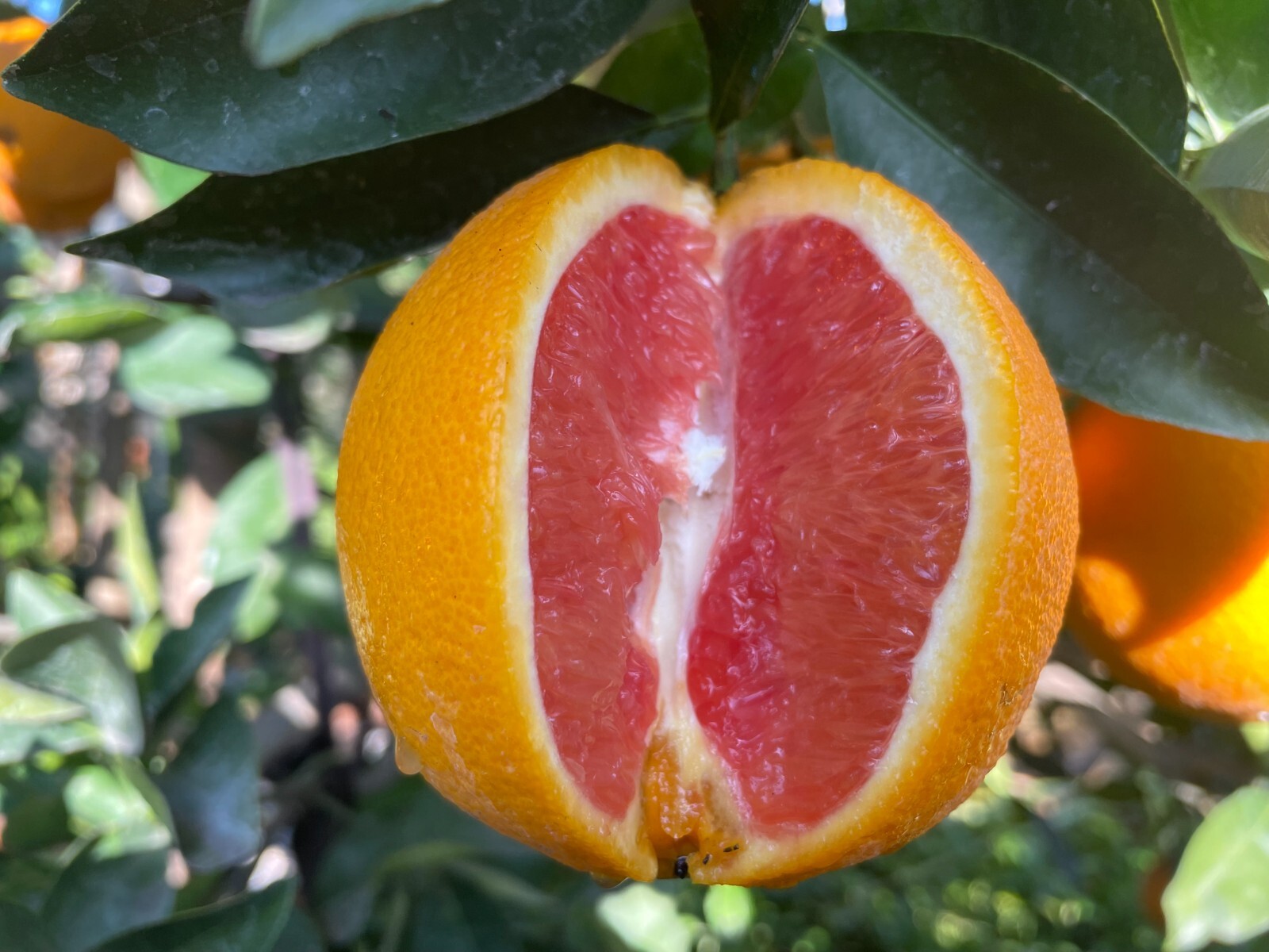 1 Ruby Valencia’ Sweet Orange Tree, Cuttings Rooted Orange Tree