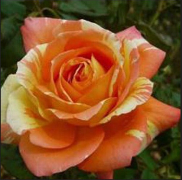 30+ Seeds|Orange White Flower Perennial Rose Seeds #1054