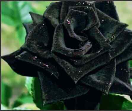 Black Magic Rose Seeds ~ Bacarra Rose ~ Almost Black Flowers ~ Exotic ~ Home ~