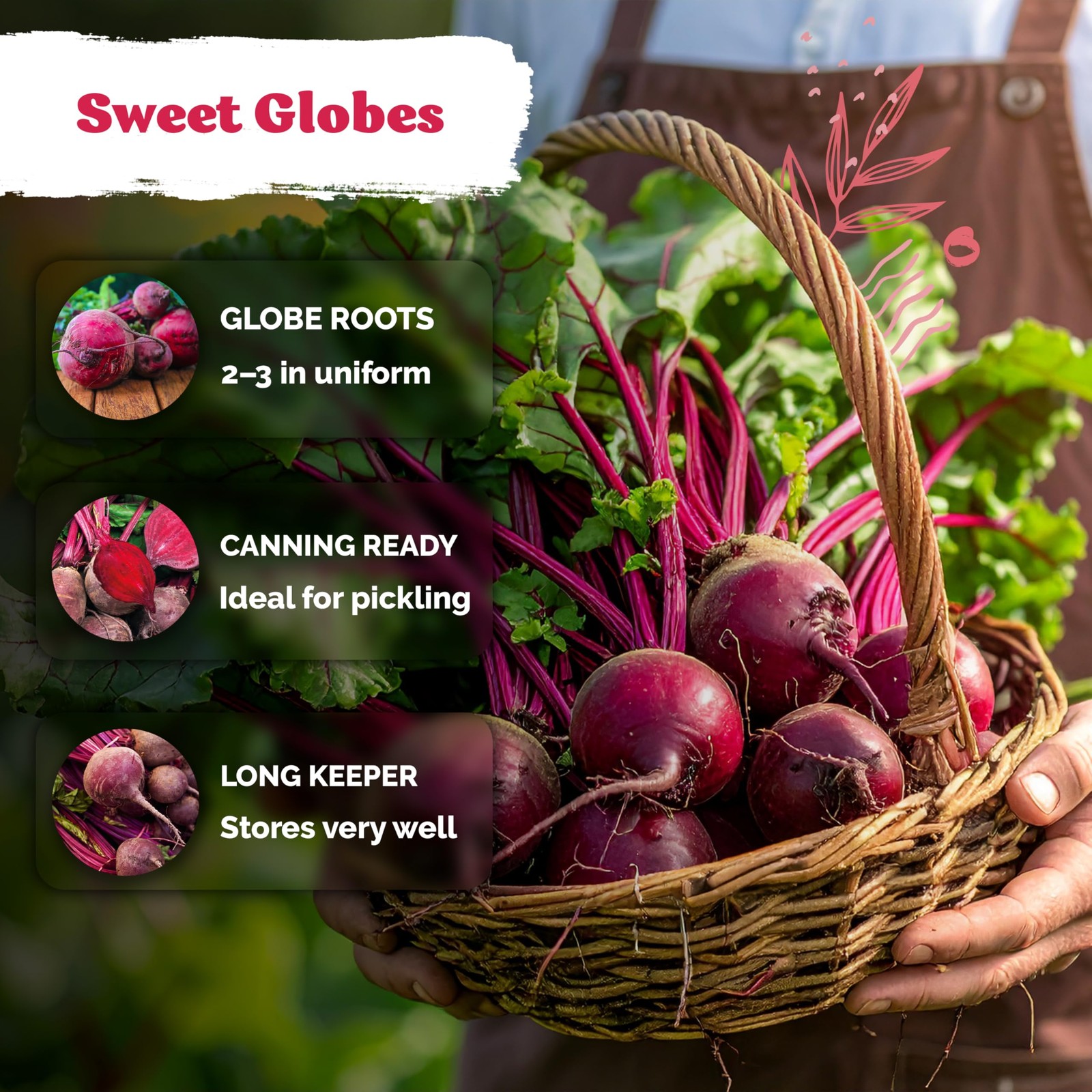 KVITER 600 Detroit Dark Red Beet Seeds (Beta vulgaris)