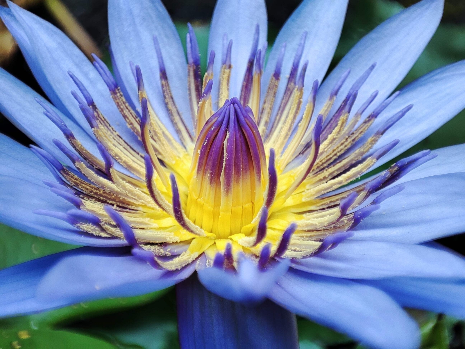 10 BLUE WATER LILY Pad Nymphaea Caerulea Asian Lotus Flower Pond Seeds *Comb S/H