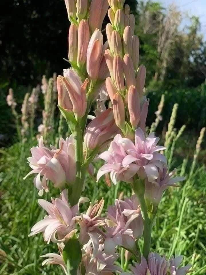 3 New! Large Double Pink Mexican Tuberose Polianthes Lily Fragrant