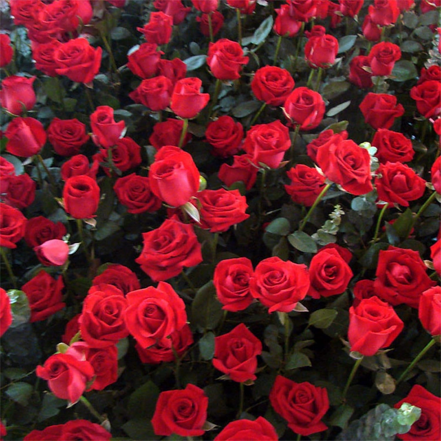 298+ Rose Seeds for Planting Outdoor & Indoor Garden, Perennial Heirloom Open Po