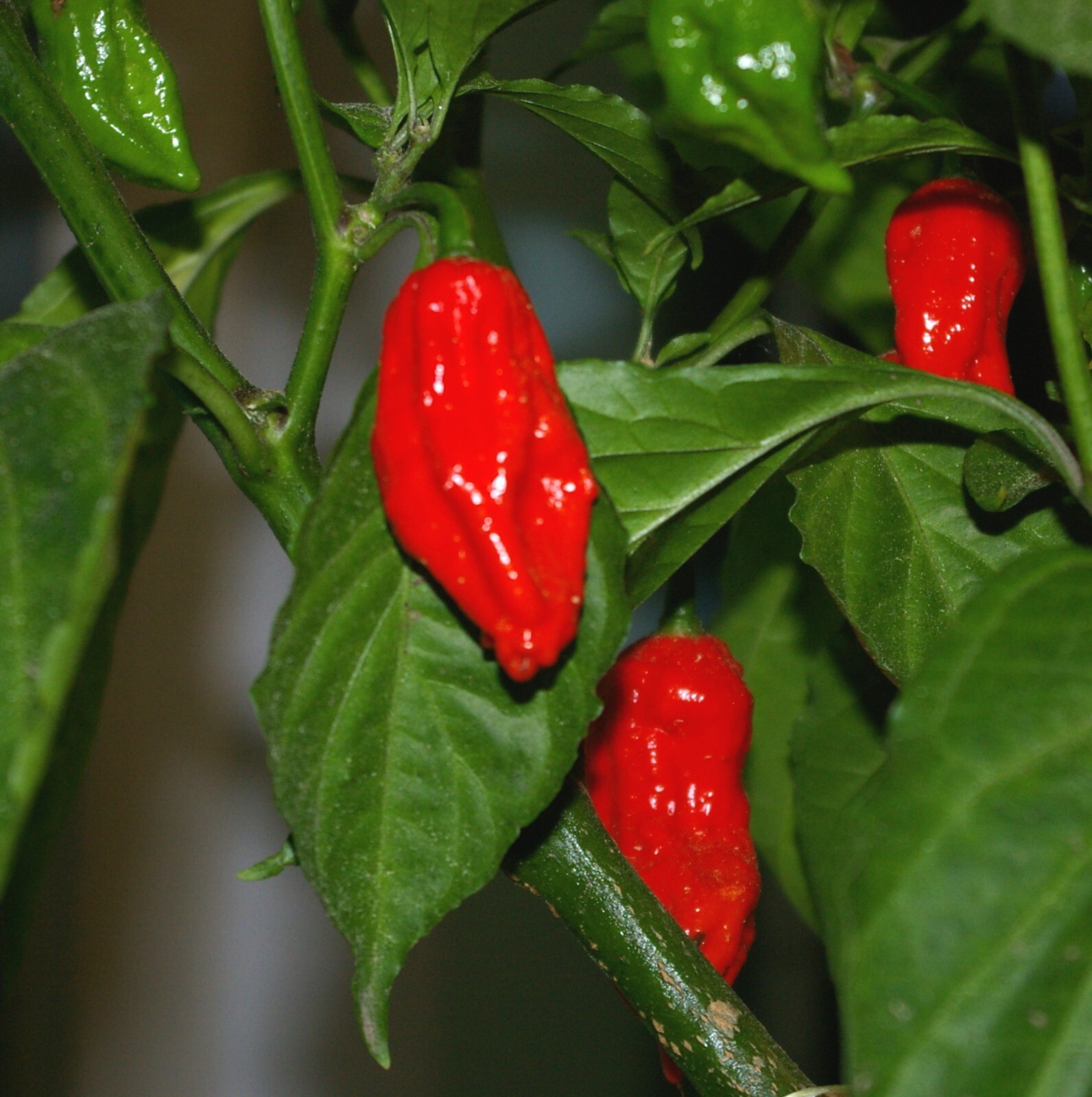 Bhut jolokia seeds – Ghost Pepper – C. chinense × C. frutescens – Extremely Hot