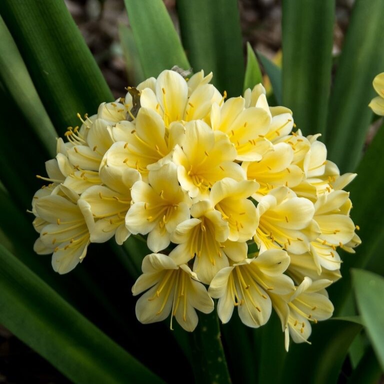 Yellow Clivia Bush Lily plant. 4 yrs old