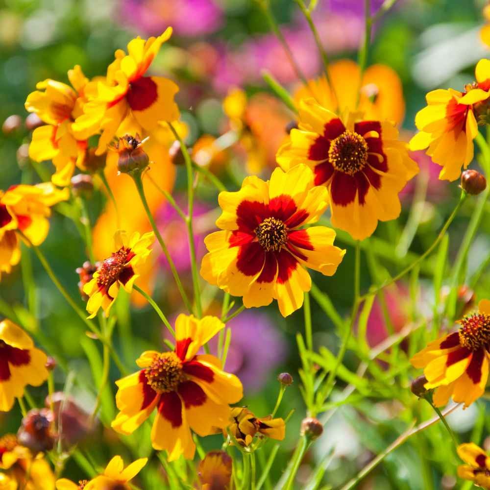 5000 Seeds Plains Coreopsis Drought Tolerant Xeriscape Wild Flower Seeds