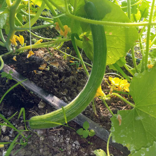 Armenian Yard Long Cucumber Seeds, Metki Dark Green, NON-GMO, Snake Melon