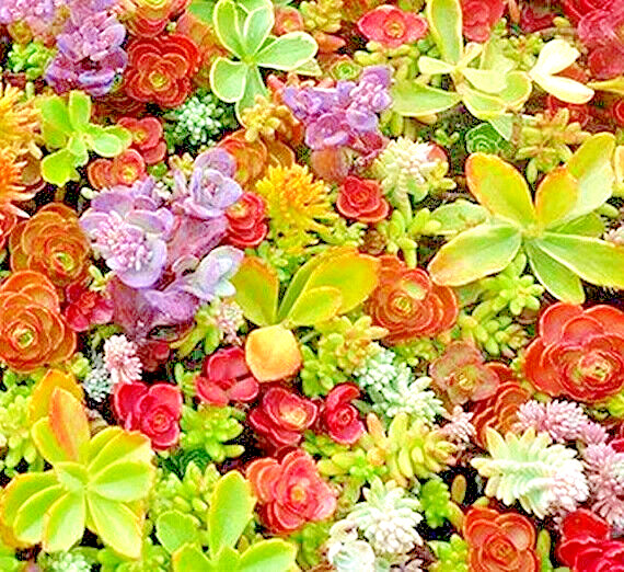 200 SEDUM SEED MIX SUCCULENTS GREEN ROOF DELIGHT! 🌱 | GREEN GROVE GARDEN USA