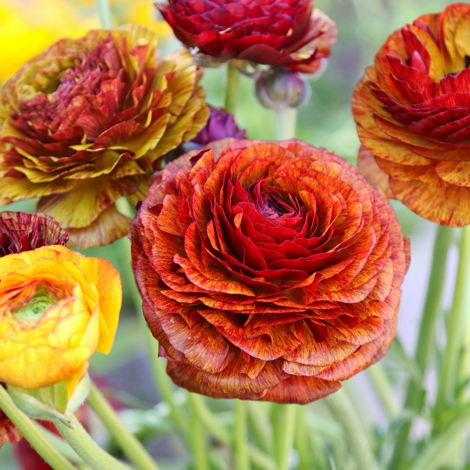 Ranunculus Buttercup Café 10 Flower Bulbs – Spring Multicolor Blooms in Sun