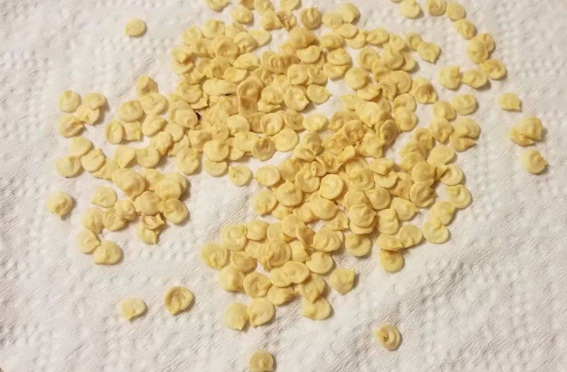 Keystone Giant Sweet Bell Pepper – FRESH Seeds – Organic Non-GMO, USA Seller