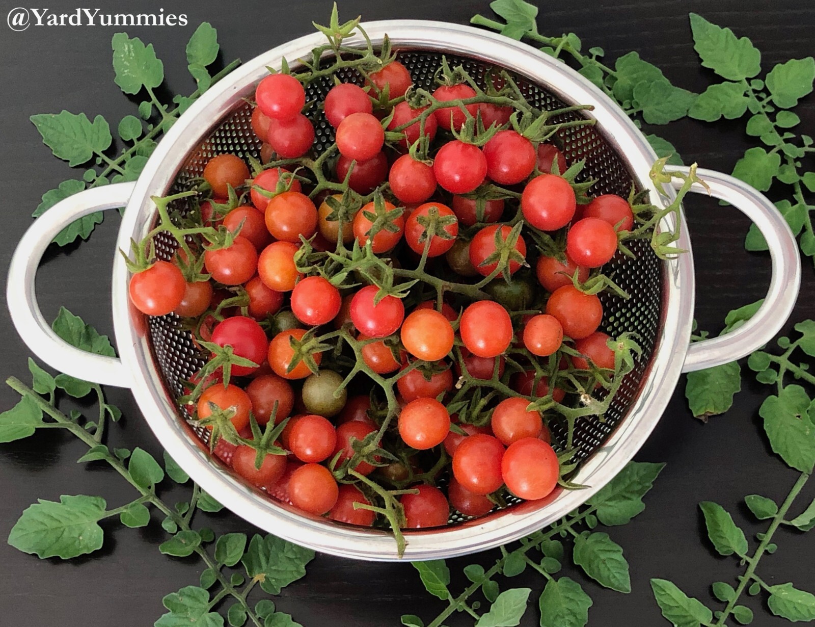 30 Florida Everglades Tomato SEEDS Heirloom Heat Tolerant Tomato Seeds