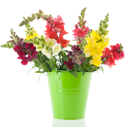 Spurred Snapdragon Linaria: 1,000 seeds