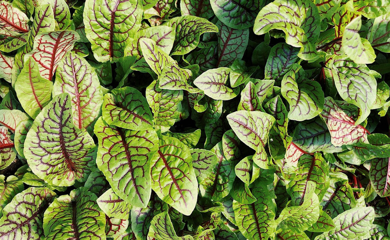 500 Red Veined Sorrel Seeds Rumex sanguineus Colorful in Salad