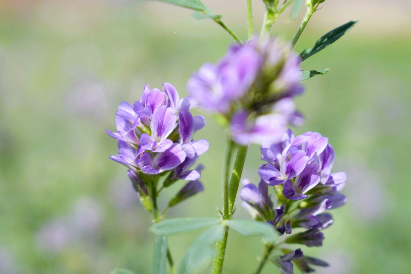 100 CIMARRON ALFALFA Medicago Sativa Ground Cover Forage Purple Flower Seeds