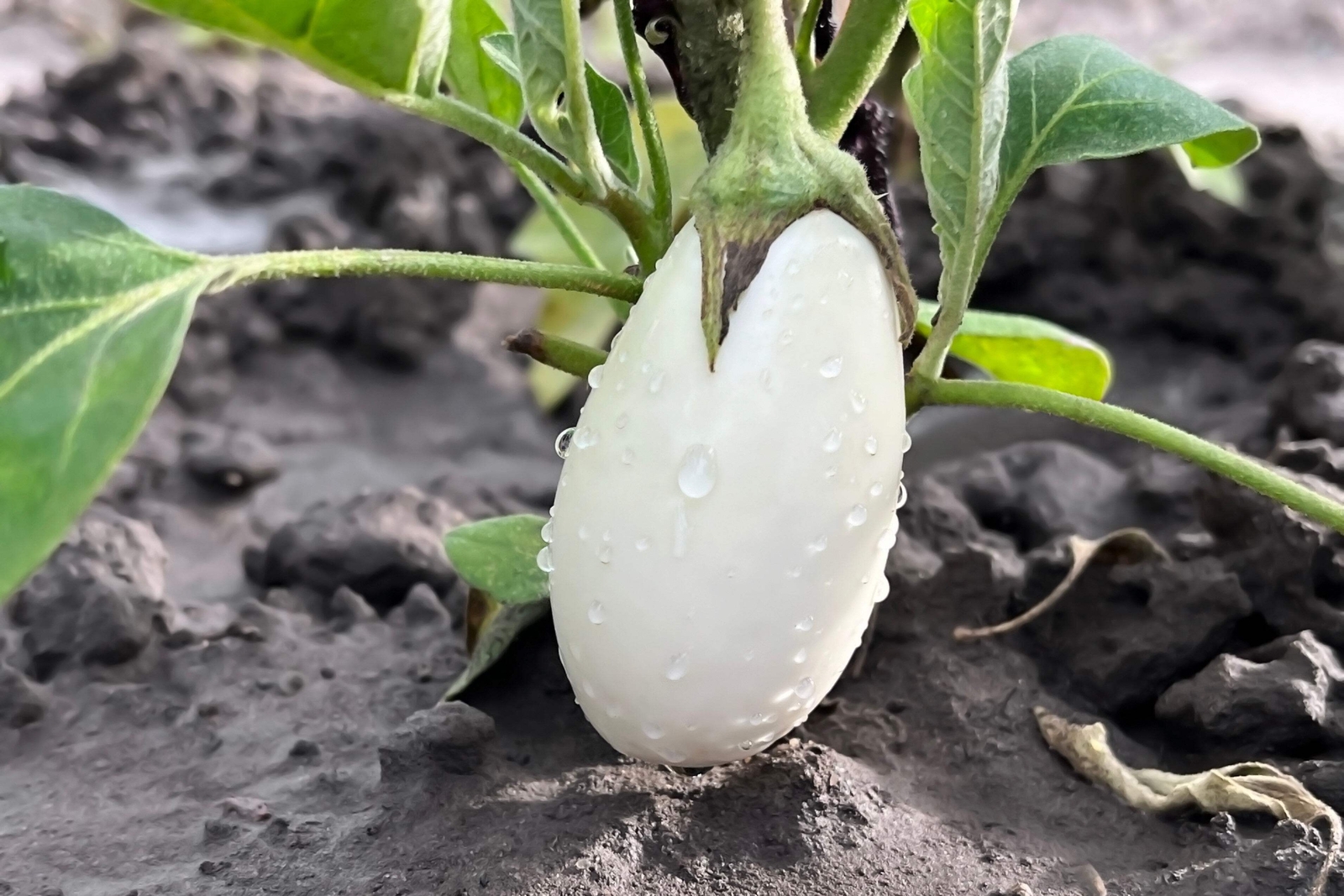 50 CASPER WHITE EGGPLANT Solanum Melongena Fruit / Vegetable Seeds *Combined S/H