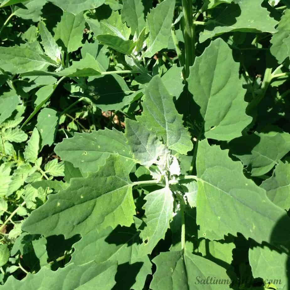 Lambs Quarter, wild spinich (Chenopodium album) Seeds