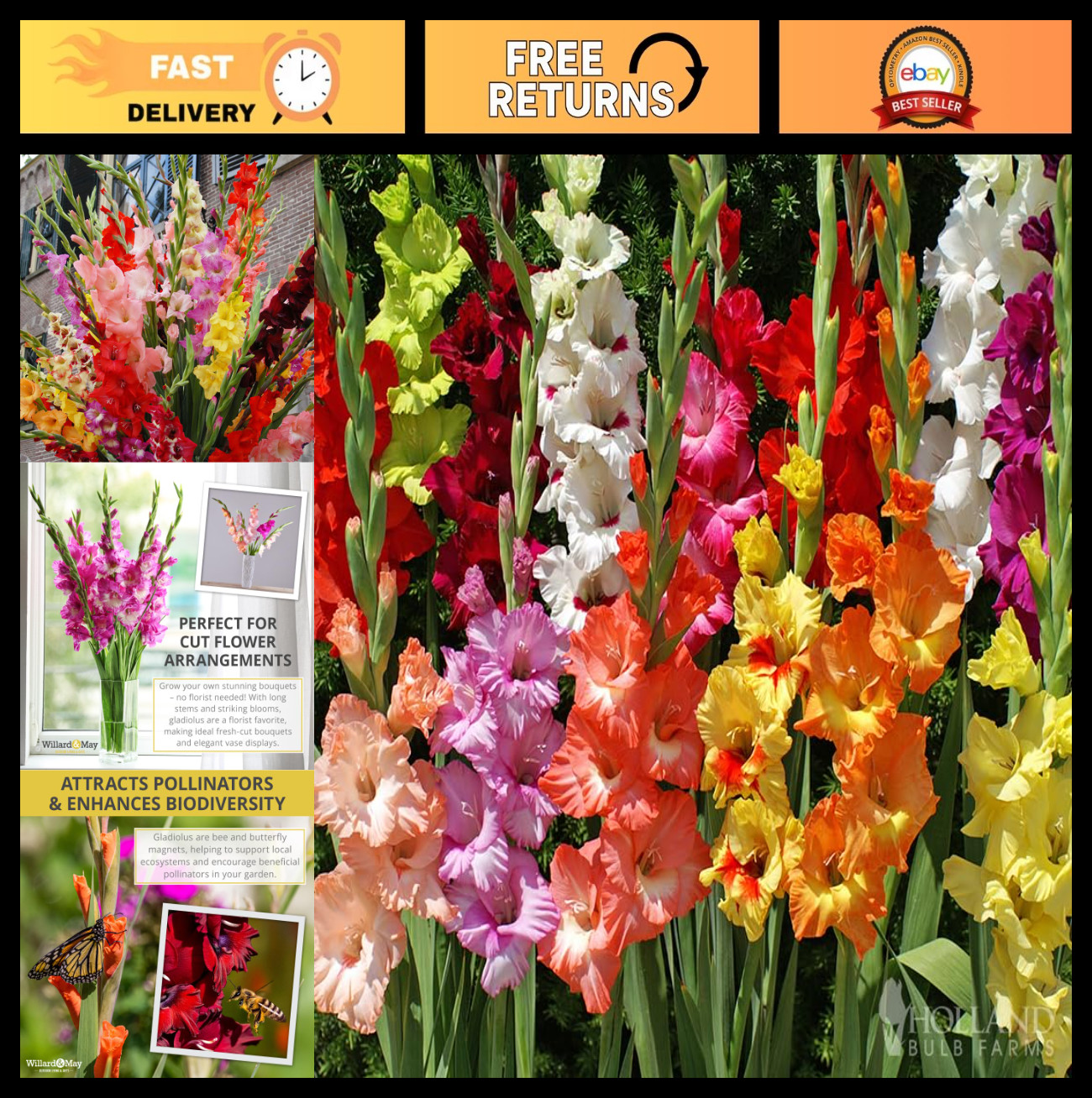Assorted Gladiolus Flower Bulbs – 100 Count – Perennial Cut Flowers – Fragrant &