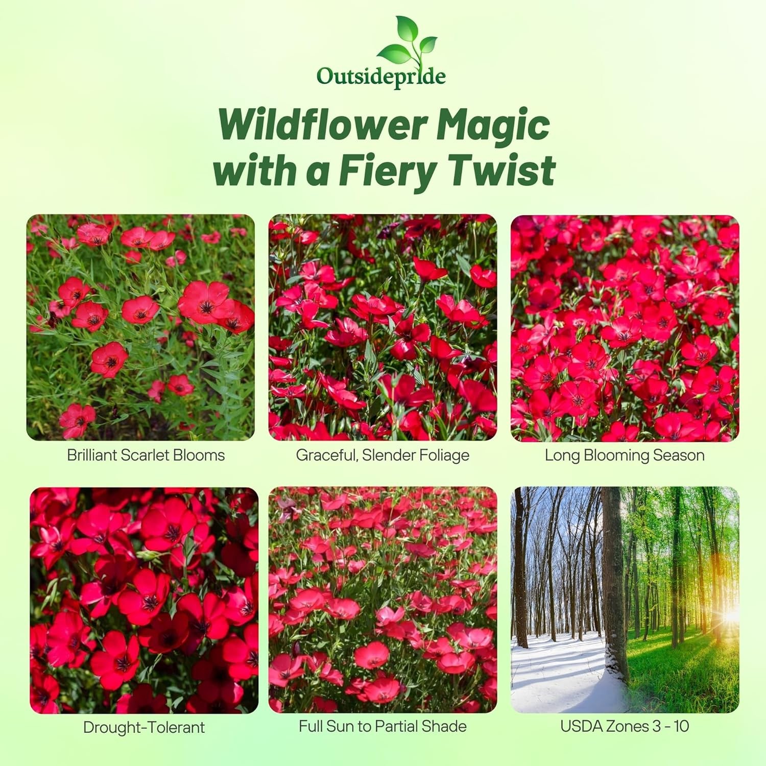 5 LBS Drought Tolerant Linum Rubrum Scarlet Flax Wildflower Seed