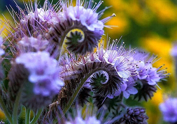 300+ LACY PHACELIA SEEDS Phacelia Tanacetifolia cover crop, attract pollinators