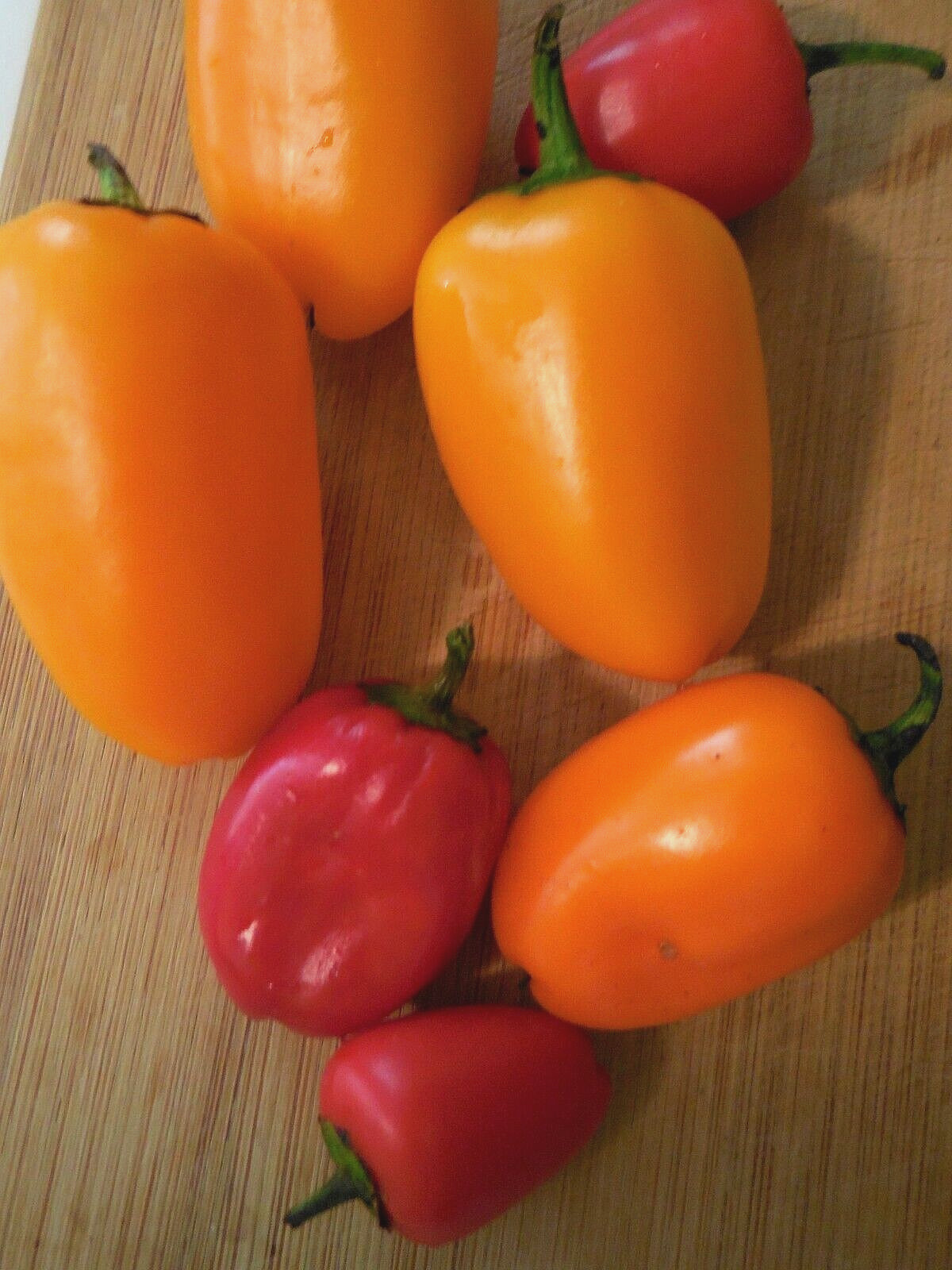 LUNCHBOX Sweet Bell Pepper 25+ Seeds – Great For Snacking! – From Tennessee